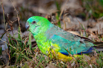 Red-rumped Parrot (Psephotus haematonotus) male