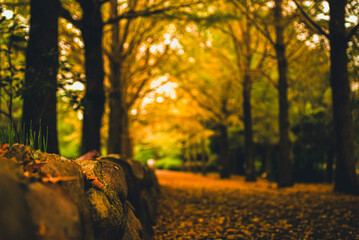Fototapeta premium 【秋の景色】紅葉したイチョウ並木