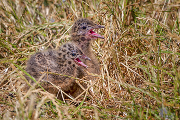 Silver Gull chick (Chroicocephalus novaehollandiae)