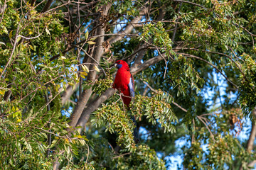 The red and blue Crimson Rosella in a tree