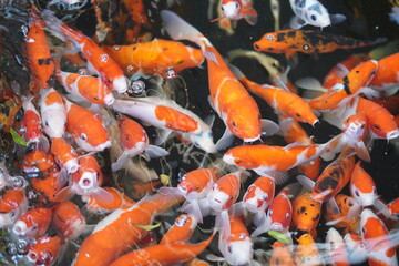 A collection of orange koi fish in a pond that gather to ask for food in the morning