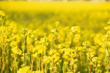 朝日を浴びる菜の花畑