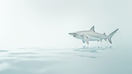 Shark Swimming in Calm Water.