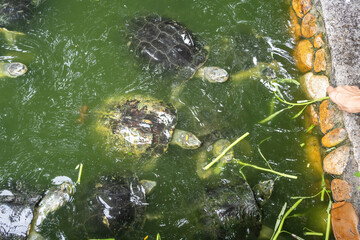 The turtles are eating food in the pond.