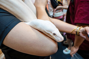 Ball python slithering on a body of person. It's a popular pet in Thailand.