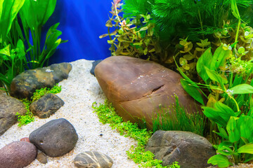 Underwater landscape nature forest style aquarium tank with a variety of aquatic plants, stones and herb decorations. © dsom