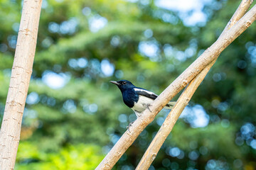 Oriental magpie-robin perched on a branch, is a small bird.