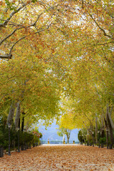 Naklejka premium view from the ground of autumn in a park with yellow trees and dry leaves on the ground