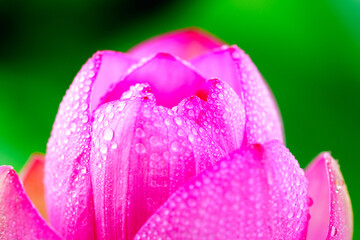 Oriental beauty: Close-up photo of lotus flower with dew drop on petals in sunlight