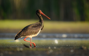 Black stork bird ( Ciconia nigra )