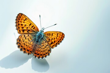 Obraz premium A butterfly with black and orange spots is flying in the air