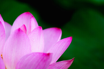 Oriental beauty: Close-up photo of lotus flower with dew drop on petals in sunlight
