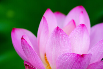 Fototapeta premium Oriental beauty: Close-up photo of lotus flower with dew drop on petals in sunlight