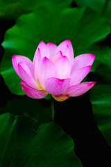 Fototapeta premium Oriental beauty: Close-up photo of pink lotus flower in sunlight with comparison of green leaf back ground