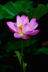 Obraz premium Chinese beauty: Lotus rising out of lake water in sunshine