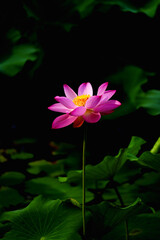 Chinese beauty: Lotus rising out of lake water in sunshine