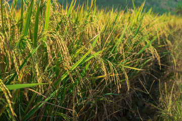 beautiful yellow ripe rice paddy field in the morning