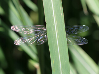 Blaugrüne Mosaikjungfer - Southern Hawker