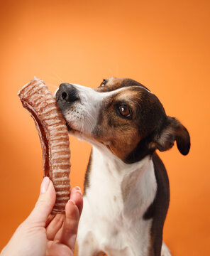 Naklejki A dog is sniffing a rib treat held by a hand against an orange background. The image captures the moment of curiosity before the dog takes a bite.
