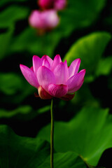 Fototapeta premium Chinese beauty: Pink lotus flower blooming in sunlight with green leaf