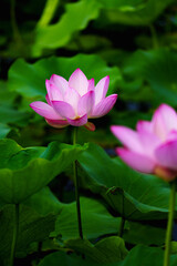 Obraz premium Chinese beauty: Pink lotus flower blooming in sunlight with green leaf