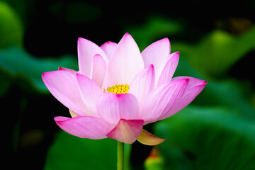 Chinese beauty: Pink lotus flower blooming in sunlight with green leaf