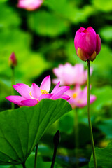 Fototapeta premium Chinese beauty: Pink lotus flower blooming in sunlight with green leaf