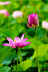 Chinese beauty: Pink lotus flower blooming in sunlight with green leaf