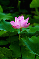Chinese beauty: Pink lotus flower blooming in sunlight with green leaf