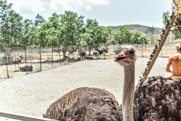 Close up Ostrich head in a conservation park.