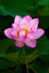 Chinese beauty: Pink lotus flower blooming in sunlight with green leaf