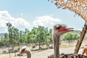 Close up Ostrich head in a conservation park.