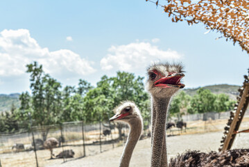 Close up Ostrich head in a conservation park.