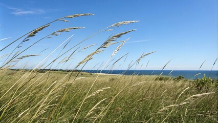 Obraz premium Tall grass waves softly in the breeze as it stretches out towards the horizon under a brilliant blue sky, horizon, rural scene, scenic view, open field