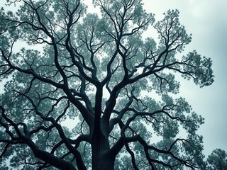Fototapeta premium The branches of a towering tree are heavy with raindrops as the storm clouds gather above, trees, eveningwoodlands