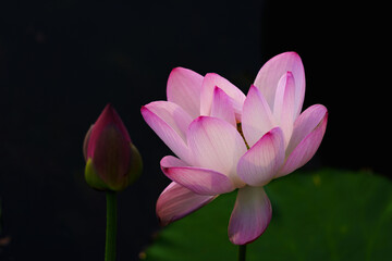 Chinese beauty: Pink lotus flower blooming in sunlight with green leaf
