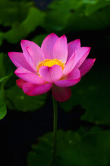 Chinese beauty: Pink lotus flower blooming in sunlight with green leaf