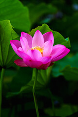 Chinese beauty: Pink lotus flower blooming in sunlight with green leaf