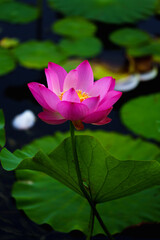 Fototapeta premium Chinese beauty: Pink lotus flower blooming in sunlight with green leaf