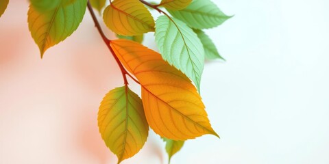 Fototapeta premium leaves with delicate patterns on a light background, nature-inspired, tree branches, black stems