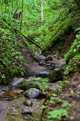 Obraz premium Hike through Hinni gorge, hinni kanjon, a 20 metre deep gorge with green trees and sandstone cliffs, sandstone gorges near Rouge, Võru, Voru, Estonia