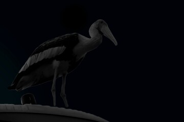 A black-and-white silhouette of a stork against a dark background highlights its long beak and slender legs, creating a dramatic yet calm effect.
