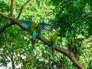 Three large soldier macaws (Ara ambiguus) also called Bechstein's macaw in Manzanillo National Park, Costa Rica.
