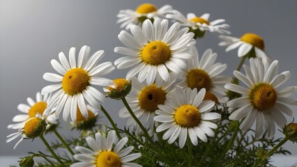 Obraz premium Bouquet of Blooming White Daisies with Yellow Centers on a Gray Background