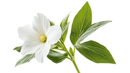 Obraz premium A single white flower with green leaves on a white background.