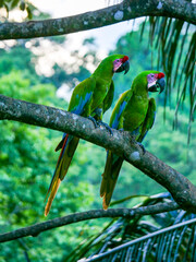Two large soldier macaws (Ara ambiguus) also called Bechstein's macaw in Manzanillo National Park, Costa Rica.