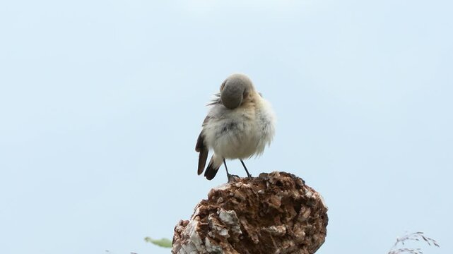 wheatear (Oenanthe oenanthe ) Culbianco
