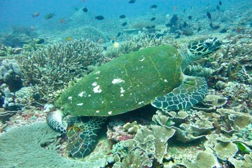 Naklejka premium turtle swimming in the sea