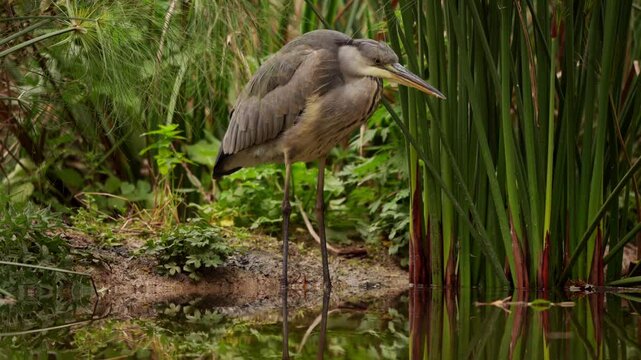 vid&eacute;o d'un sublime h&eacute;ron cendr&eacute; sauvage, pattes dans l'eau, l'oiseau aquatique fixe l'eau avec intensit&eacute; moment de tension, avec une belle proximit&eacute;