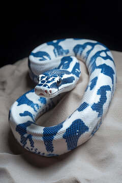 A Blue and white porcelain of Python